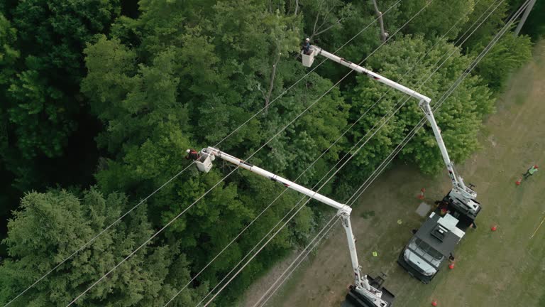 Tree and Shrub Care in Eielson Af, AK